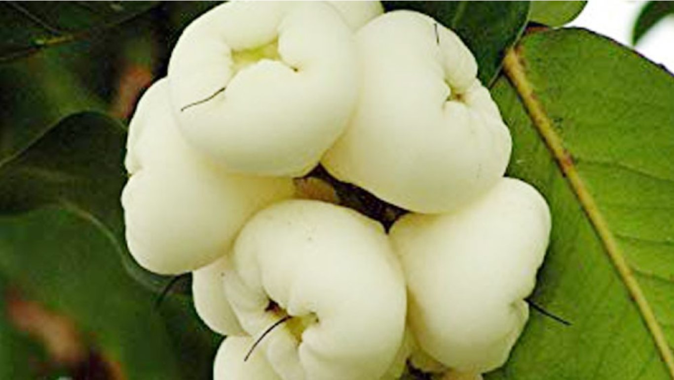 ডায়াবেটিস নিয়ন্ত্রণে জামরুলের বহুবিদ উপকার