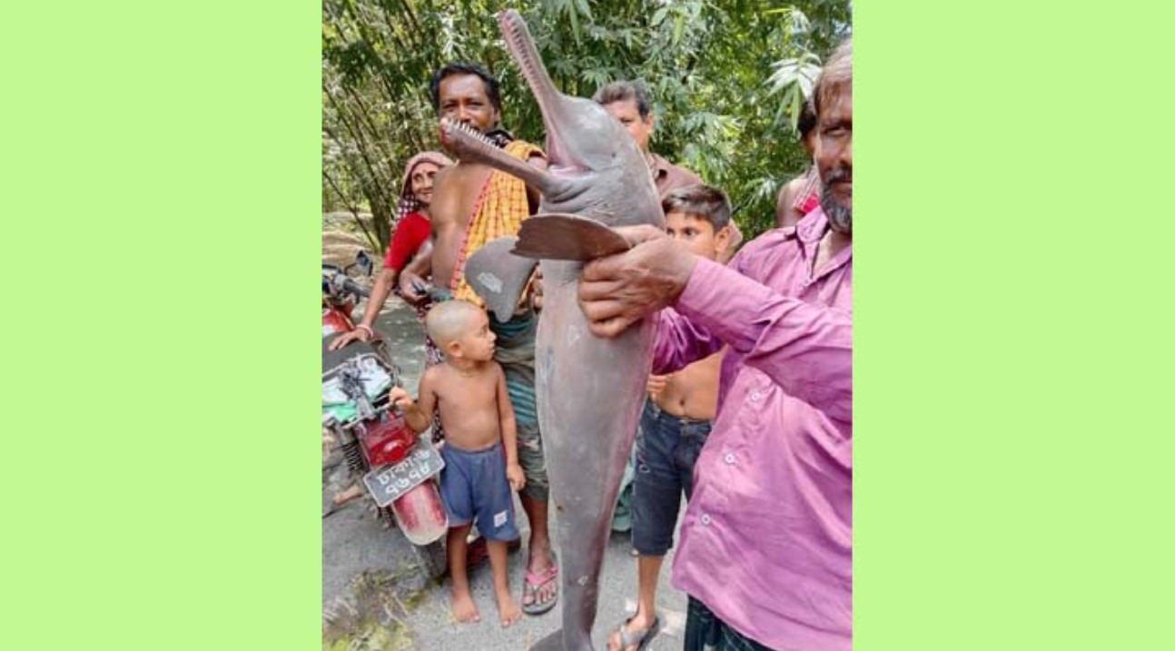 শৈলকূপায় জালে ধরা পড়ল বিলুপ্তপ্রায় শুশুক