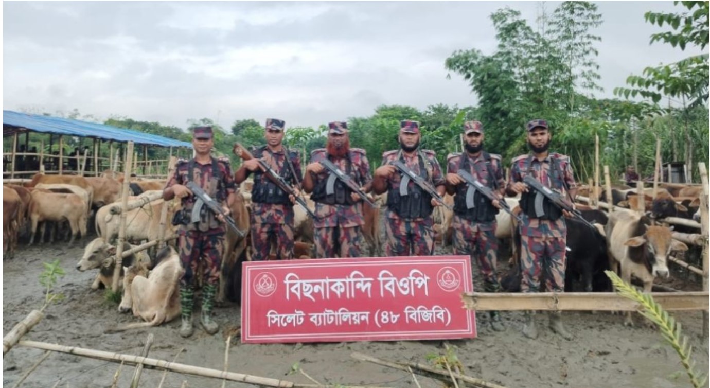 বিছনাকান্দি সীমান্ত থেকে বিজিবির হাতে আটক ভারতীয় গরু-মহিষের বড় চালান