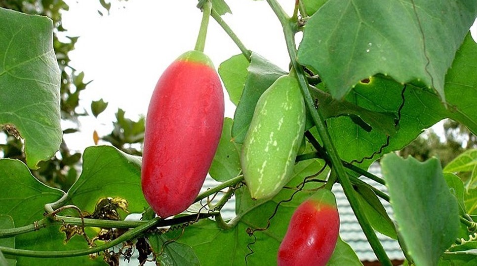  নানাবিধ ওষুধি গুণে অনন্য ‘তেলাকুচা’ লতা-পাতা, ফল-মূল 