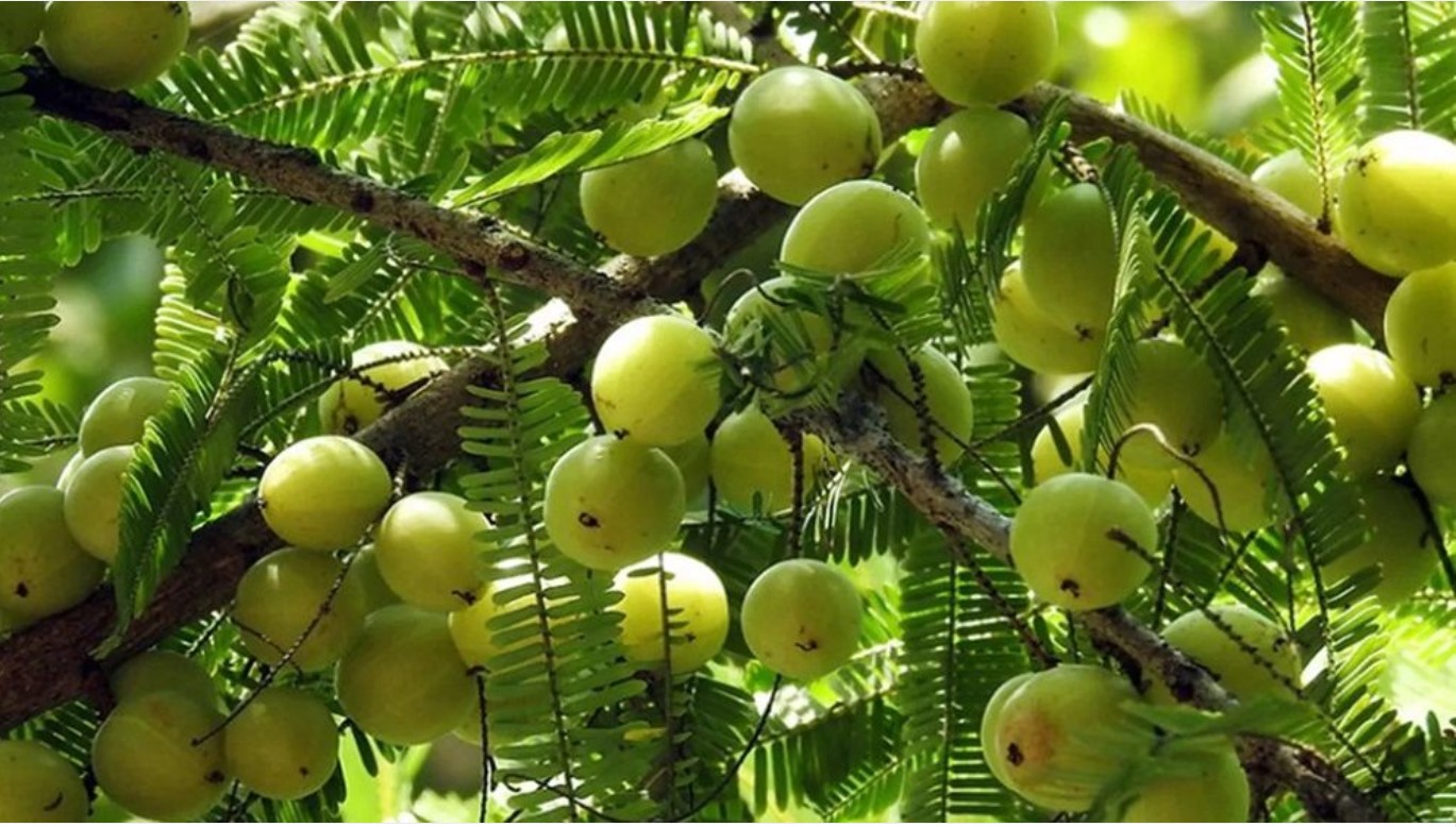 যেসব রোগের মহৌষধ ভেষজ ফল আমলকী