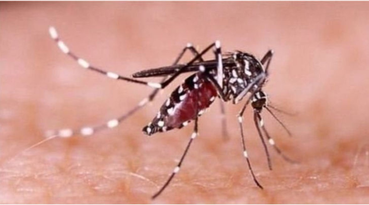 একদিনে ডেঙ্গুতে ৬ জনের মৃত্যু, হাসপাতালে ভর্তি ১,১৯৫ জন