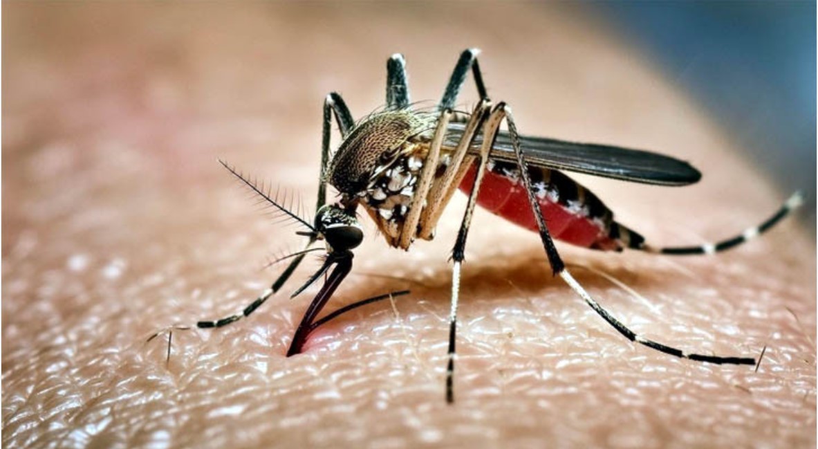 সারাদেশে ডেঙ্গুতে ৩ জনের মৃত্যু, হাসপাতালে ভর্তি ৮৩৩ জন