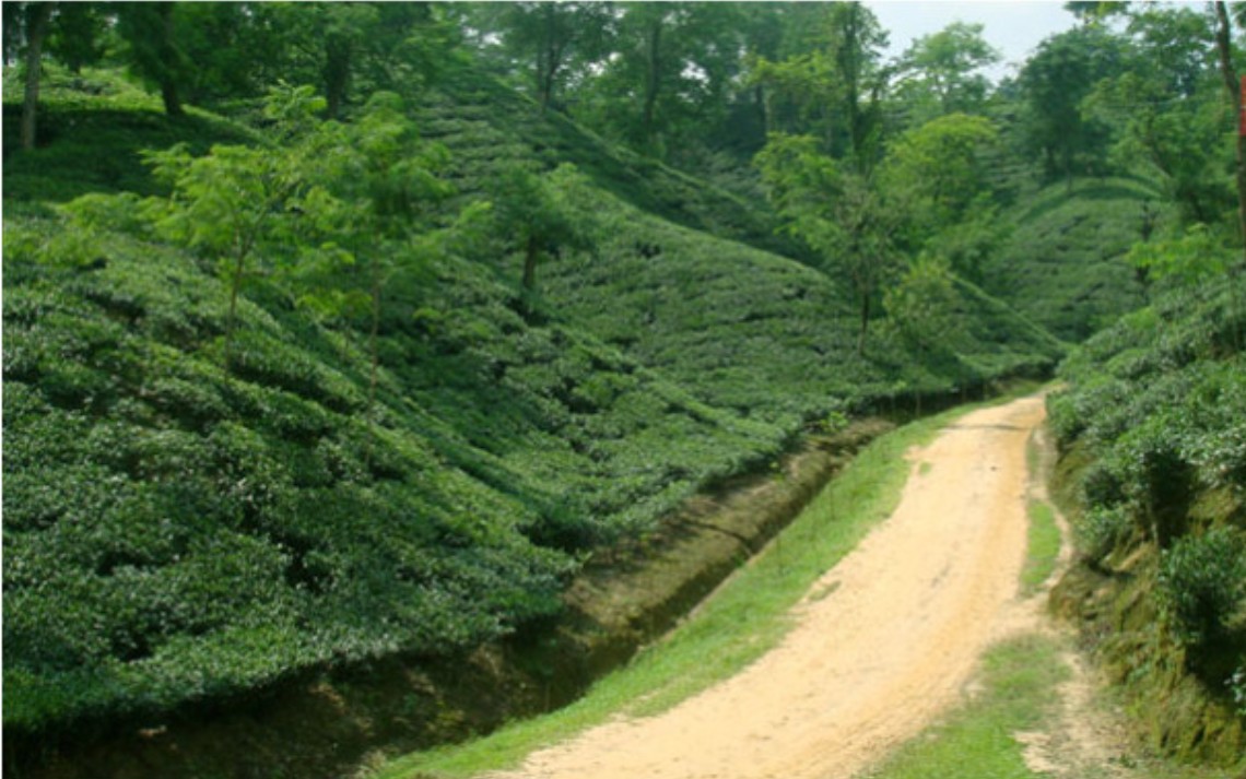 চায়ের শহর মৌলভীবাজারে তুলনামূলকভাবে কমছে পর্যটকের সংখ্যা