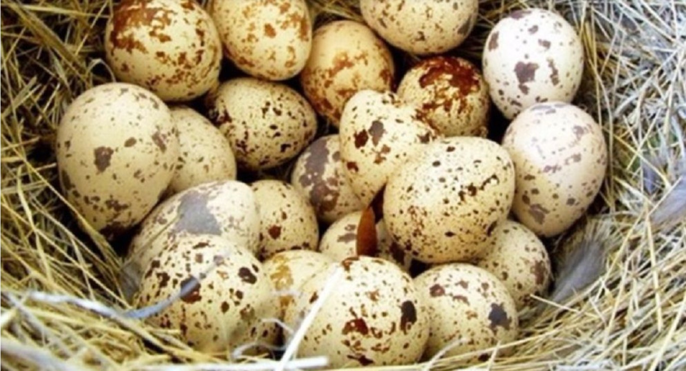 প্রতিদিন সকালে কোয়েল পাখির ডিম খেলে পাবেন যত উপকার