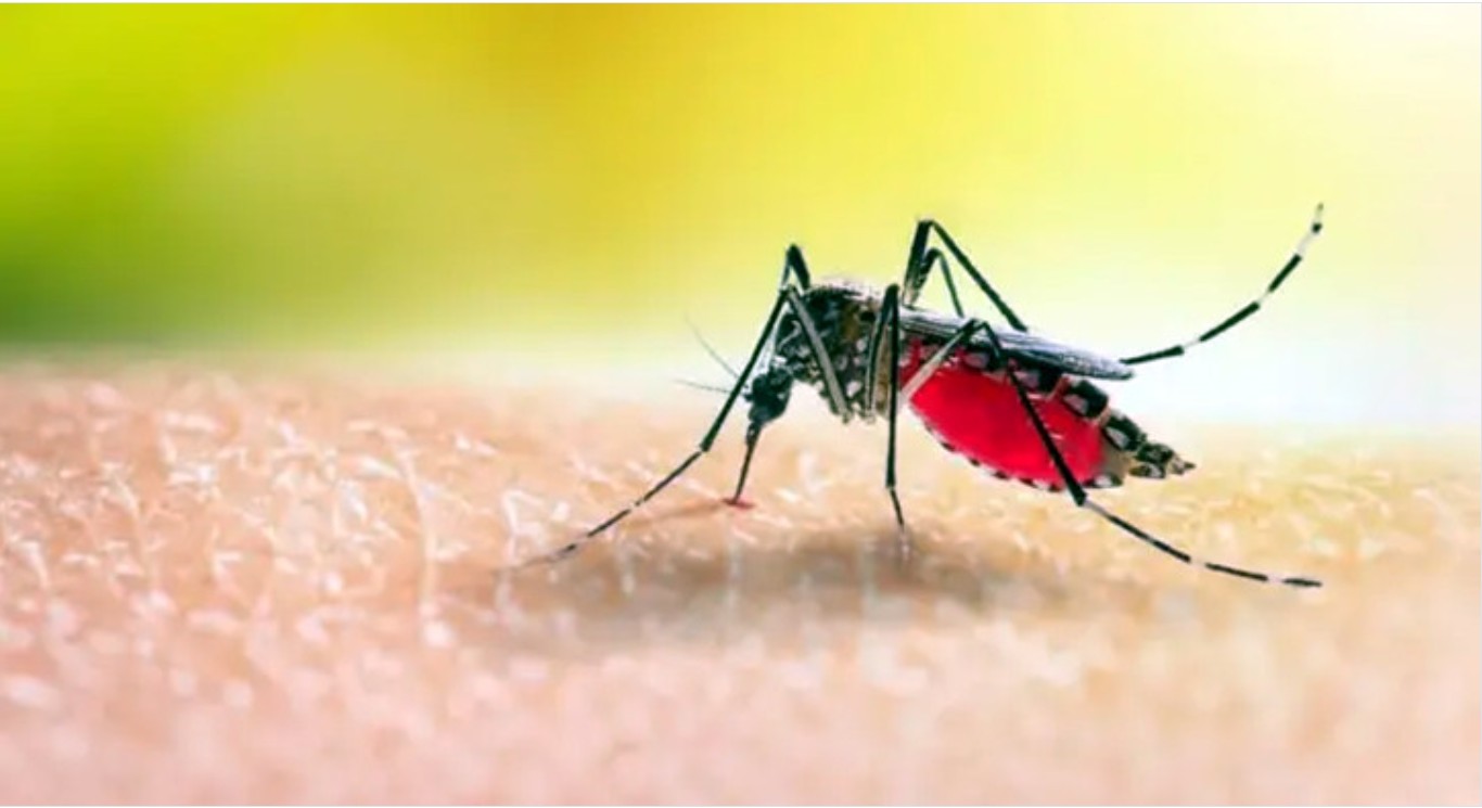 সারাদেশে ডেঙ্গুতে ২ জনের মৃত্যু, হাসপাতালে ভর্তি ৫৬৫ জন