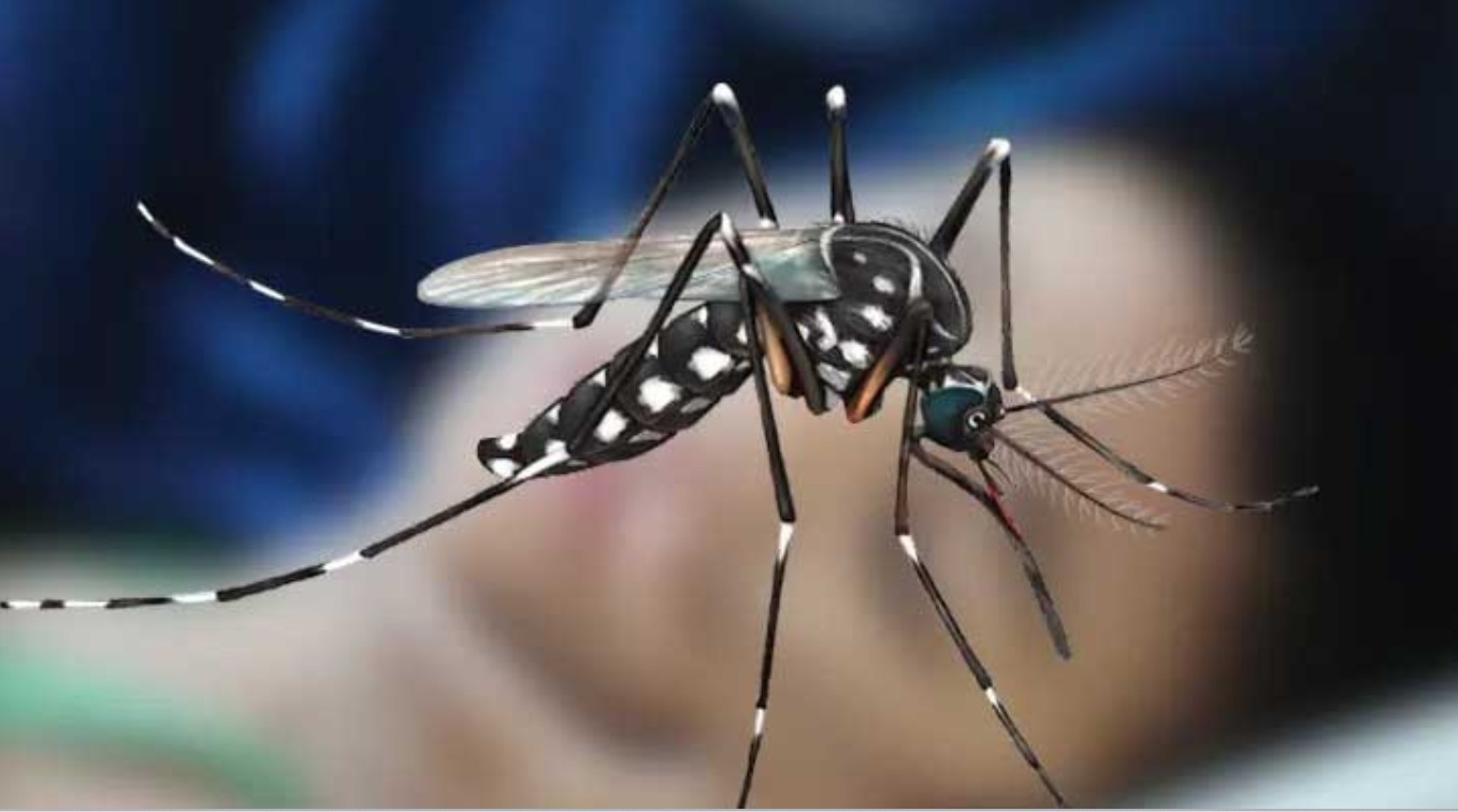 আজ ডেঙ্গুতে কোনো মৃত্যু নেই, হাসপাতালে ভর্তি ৪৮৬ জন