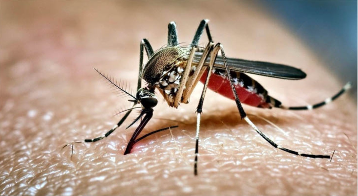 দেশে ডেঙ্গুতে ৫ জনের মৃত্যু, হাসপাতালে ভর্তি ৩৮৭ জন