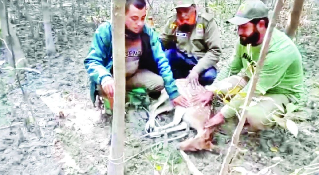 সুন্দরবনে ফাঁদে ধরা পড়া হরিণসহ শিকারি আটক