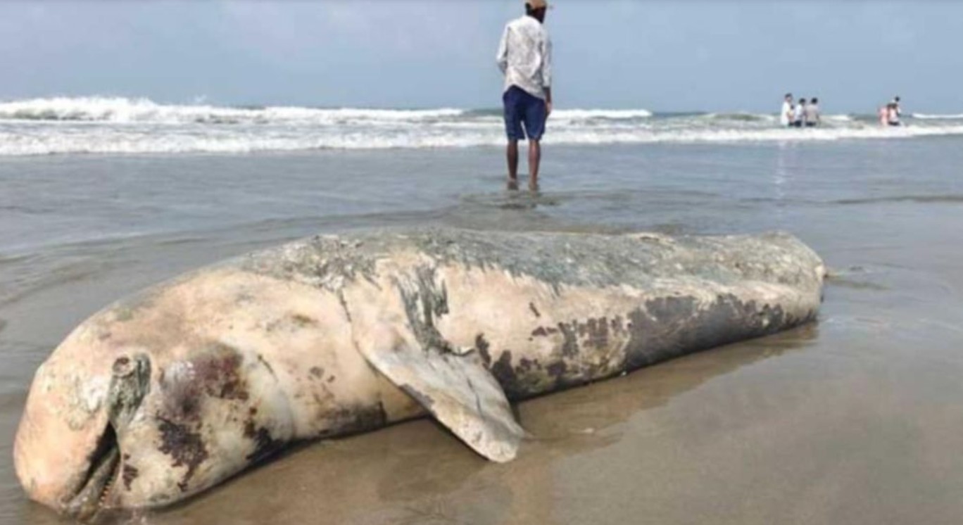 কক্সবাজার সৈকতে ভেসে এলো এক মৃত ডলফিন