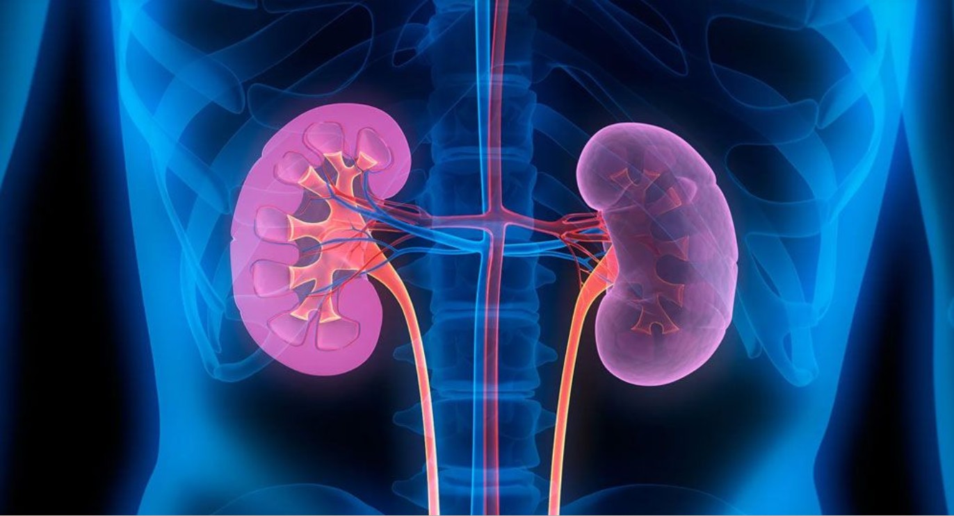 আপনার কিডনি নষ্ট হচ্ছে কীভাবে বুঝবেন?
