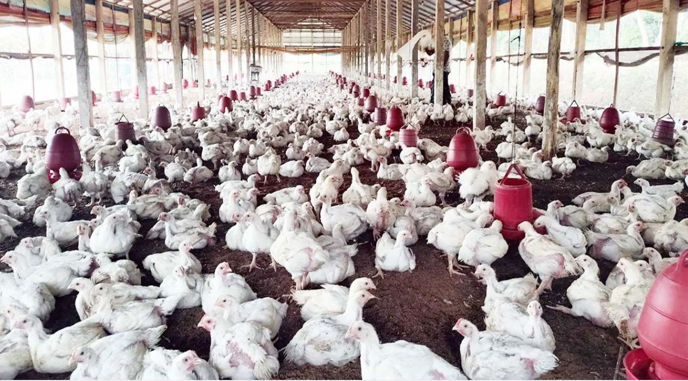উৎপাদন খরচ বেড়ে যাওয়ায় ঝুঁকিতে দেশের পোল্ট্রি শিল্প