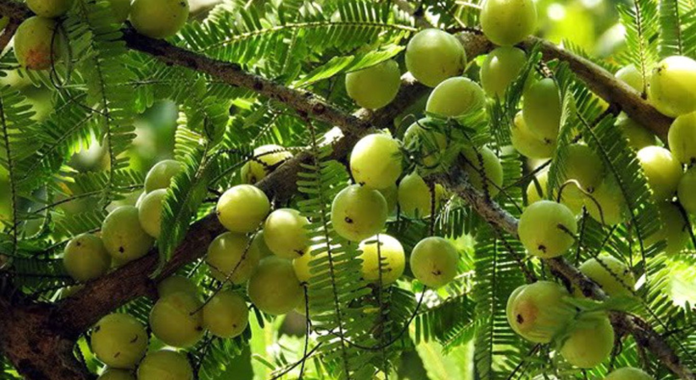 চুল ও ত্বকের বিভিন্ন সমস্যার সমাধানে আমলকী